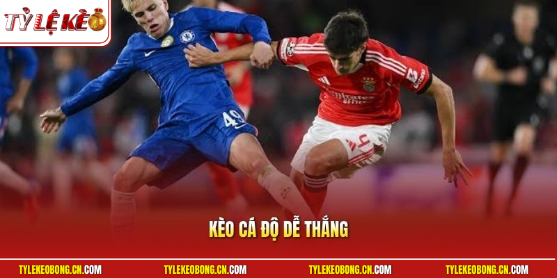Kèo Cá Độ Dễ Thắng - Chiến Lược Áp Dụng Kèo Ngon Dễ Ăn